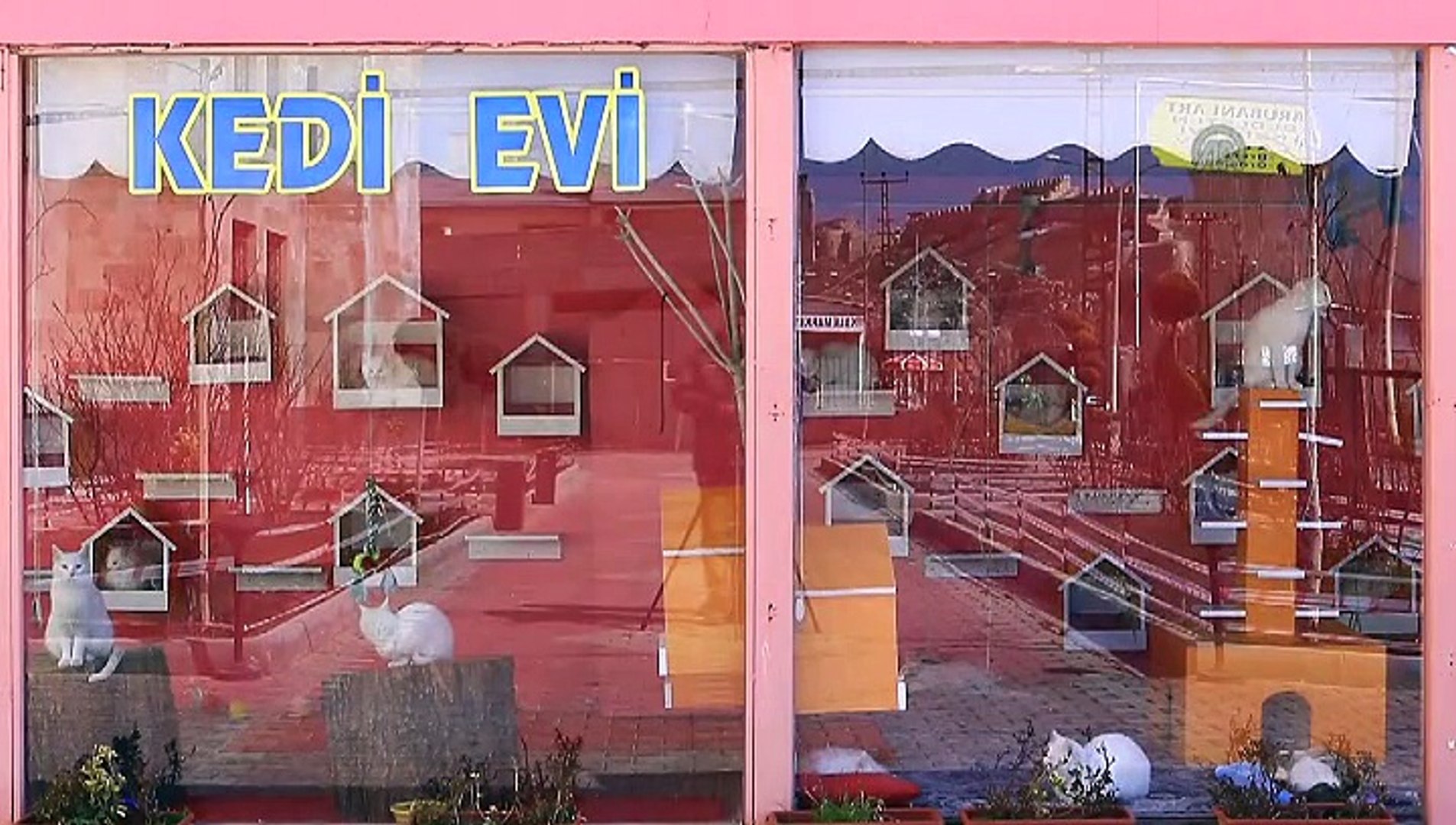 ⁣Van kedileri için özel ev // VAN KEDİSİ
