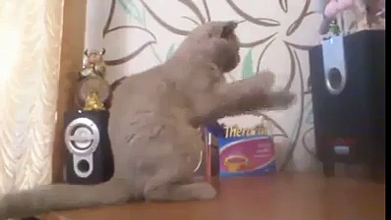 This Kitty Is Trying To Catch The Bass
