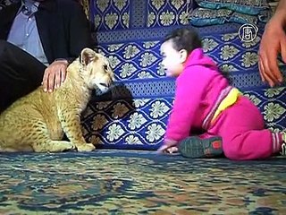 Зоопарк Газы продал двух львят местному жителю