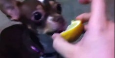 BEST FUNNY ANIMALS TRY NOT TO LAUGH - Dog eats lemon