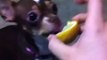 BEST FUNNY ANIMALS TRY NOT TO LAUGH - Dog eats lemon