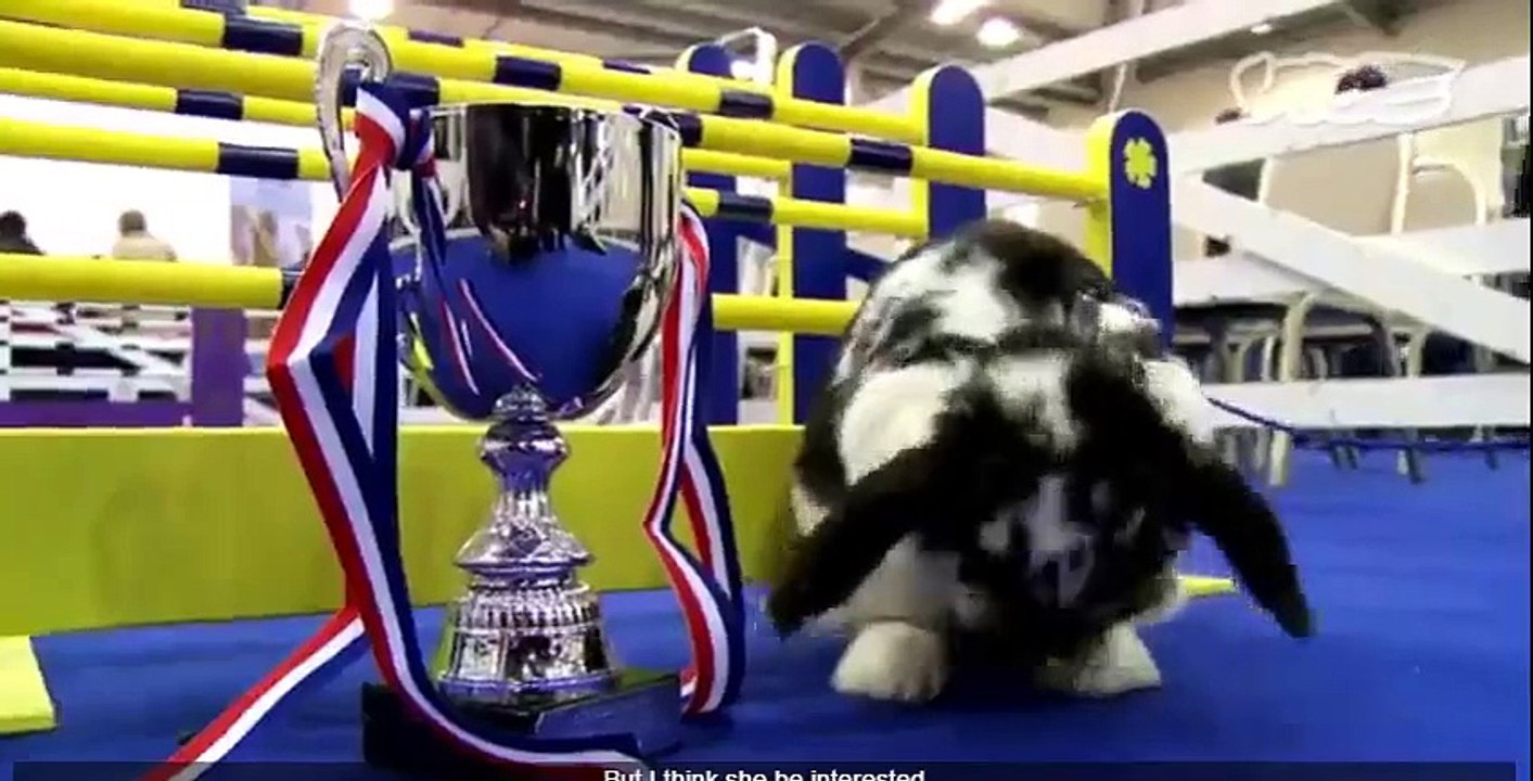 Cute Bunny Jumping Competition