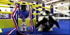 Cute Bunny Jumping Competition
