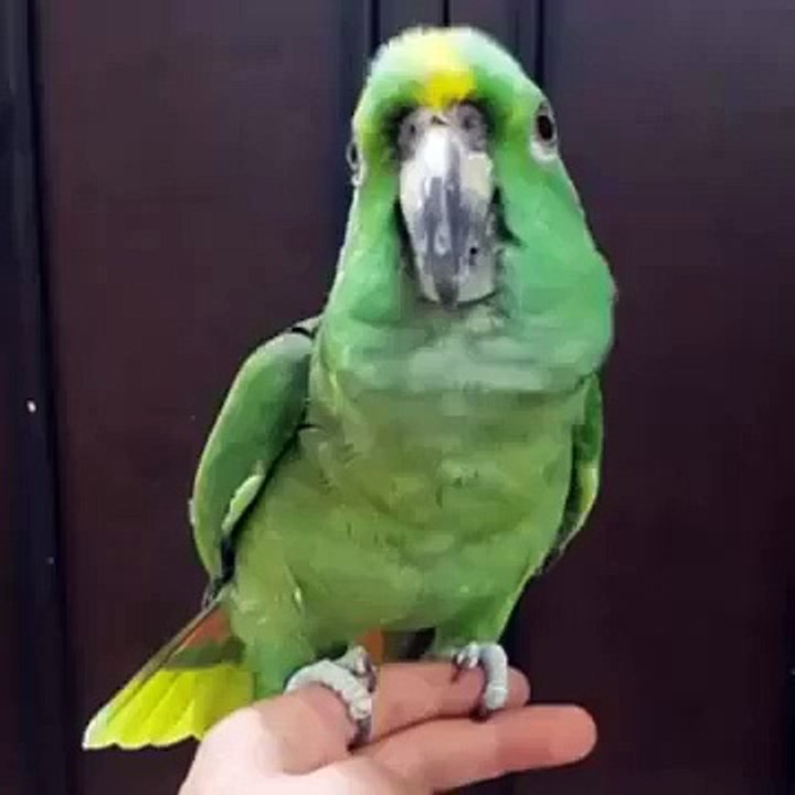Parrot Recites Kalima   Amazing