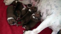 5ème vidéo Chiot n°5 de la 19ème portée staffie de Staffordland