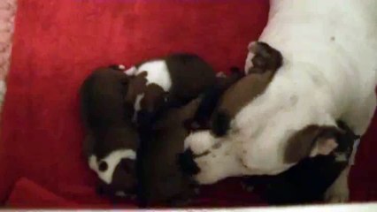 9ème vidéo de la 19ème portée staffie de Staffordland