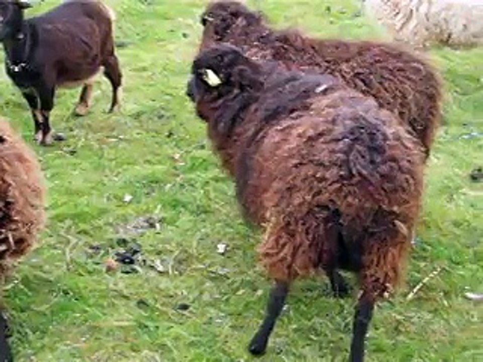naissance chez les malicieux germeco les ouessants