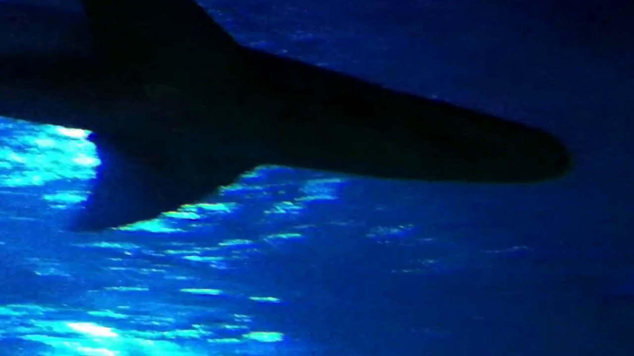 Underwater World Part 7