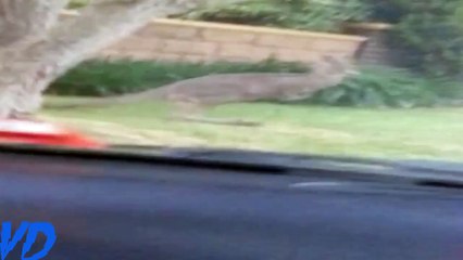HD Kangaroo Hops Home With Driver Funniest Moment collection