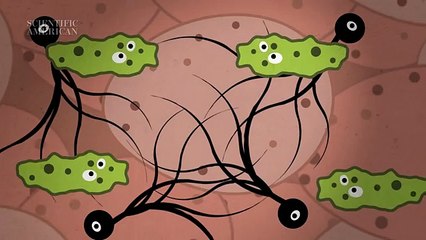 What Happens to Your Body after You Die - Instant Egghead 65