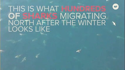 Hundreds Of Hungry Sharks Swarm The Louisiana Coast