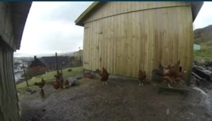 Güneş Tutulmasında Dengeleri Şaşan Tavuklar