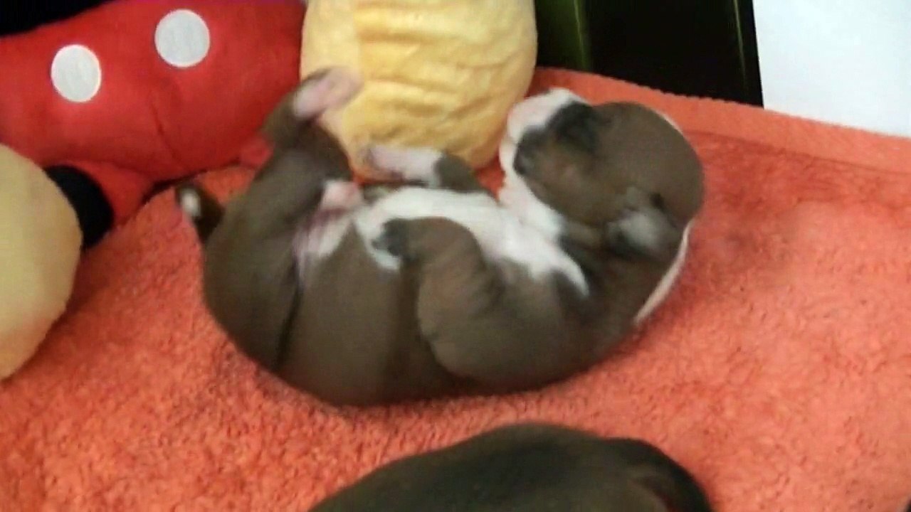 17ème vidéo Chiot n°1 de la 19ème portée staffie de Staffordland