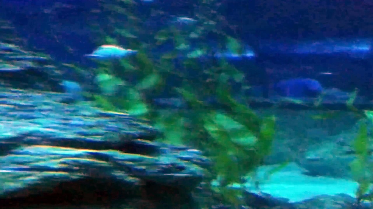 Underwater World Part 11