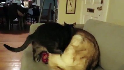 Cat gets comfortable on a husky bed