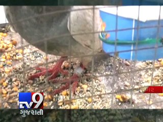 Pigeon held in Jamnagar on suspicion of spying for Pakistan - Tv9 Gujarati