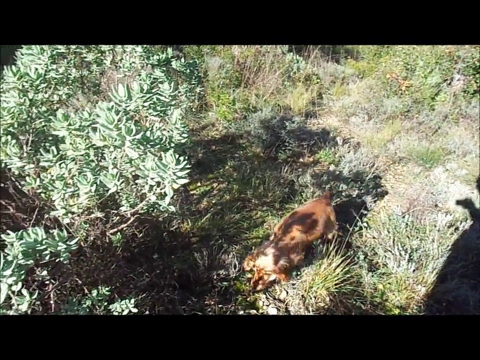 Une caille pour Elfie. 16.11.2014