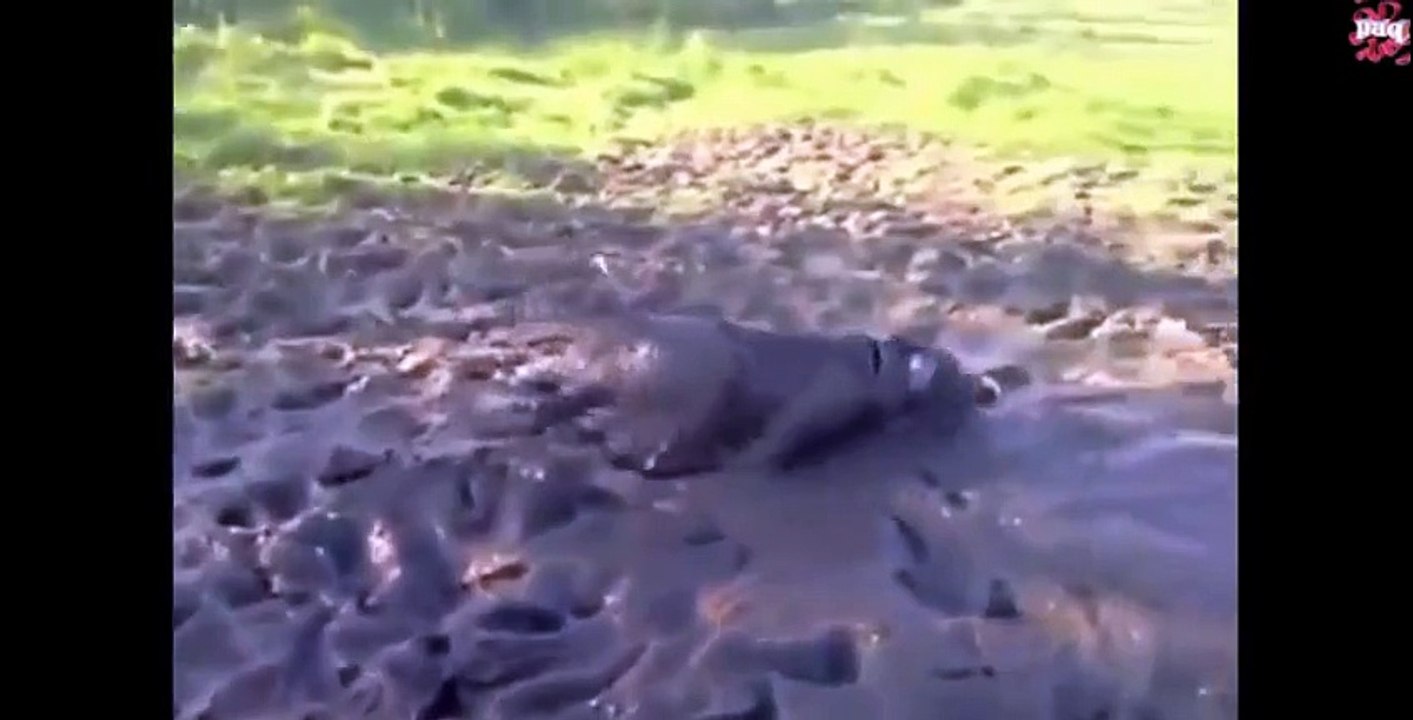 The World's Most Funny Dog Videos May 2014