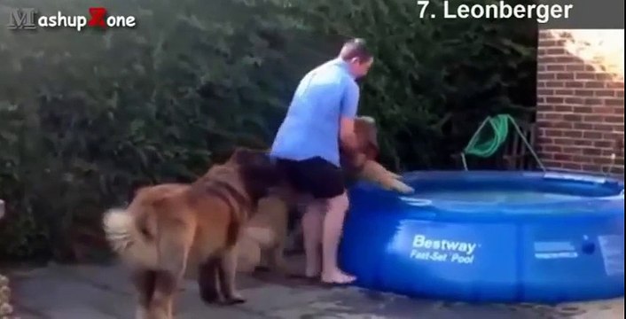 Top 10 Biggest Dogs In The World - With Funny Dog Videos By Breeds Compilation
