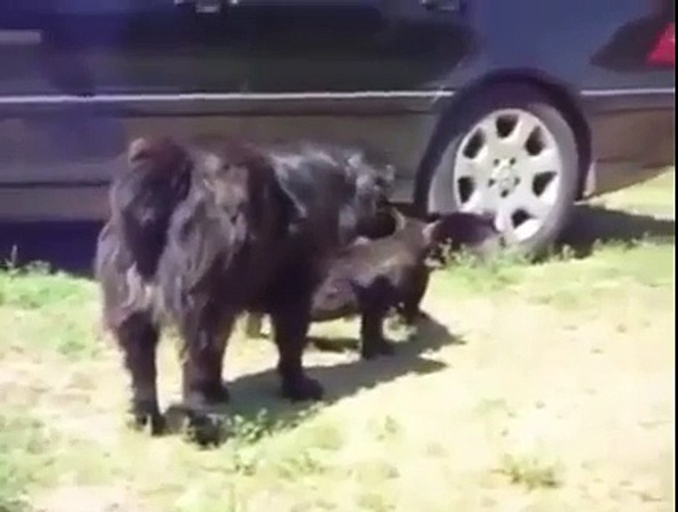 Funny Totay _ pyt part 1