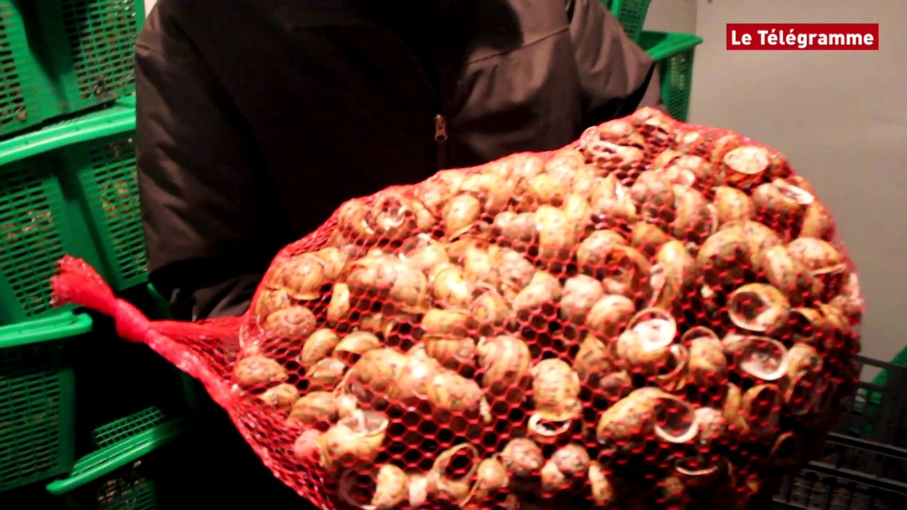 Tonquédec (22). Portes ouvertes à l'élevage d'escargots bio dimanche