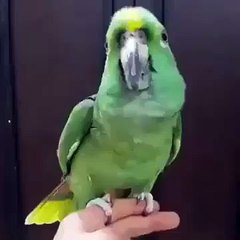 un perroquet qui prononce la chahada (LA ILAHA ILLALLAH Muhammadur Rasulullah )