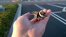 Rescued baby bird returned to parents.