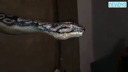 Bu yılan sizi şoke edecek!