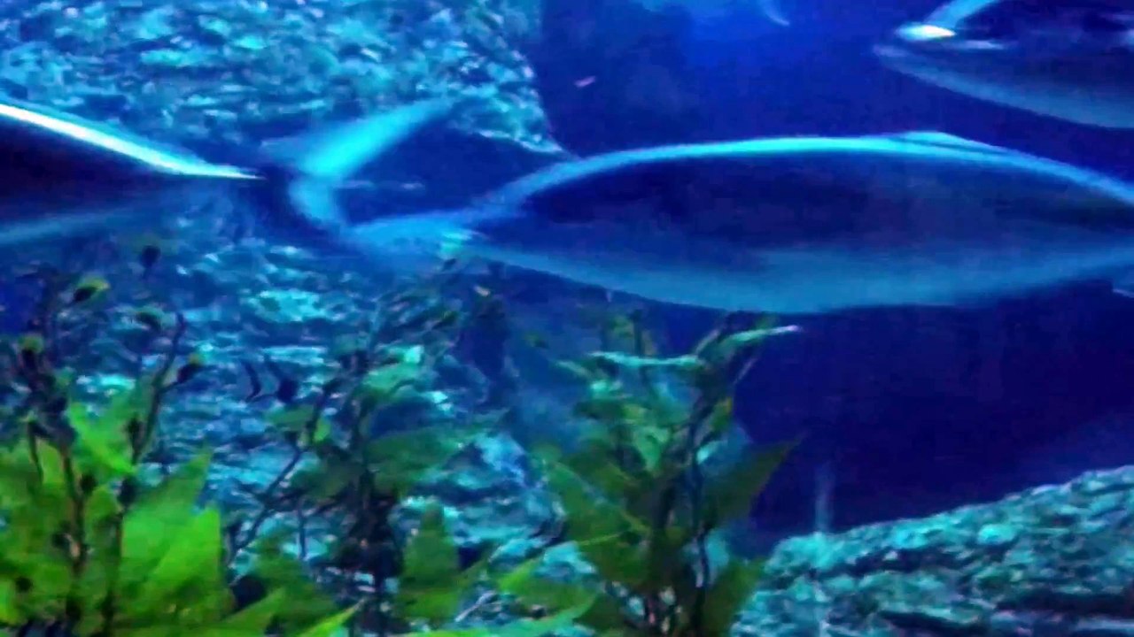 Underwater World Part 15