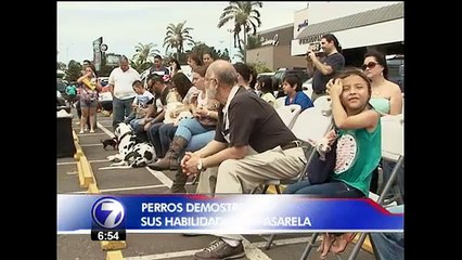 Perros se convirtieron en modelos por un día