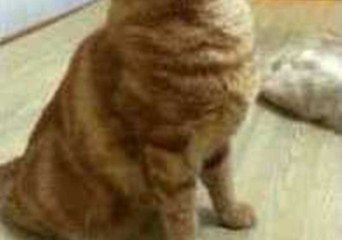 Well-Balanced Feline Demonstrates Remarkable Discipline
