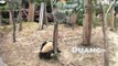 Playful Pandas Get a Fright