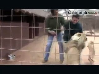 Lion attack the guy Real