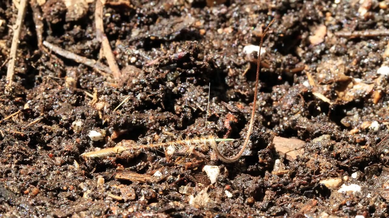 La graine de l'Erodium se plante toute seule