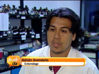 El pececillo de plata podría ser un indicador de exceso de humedad