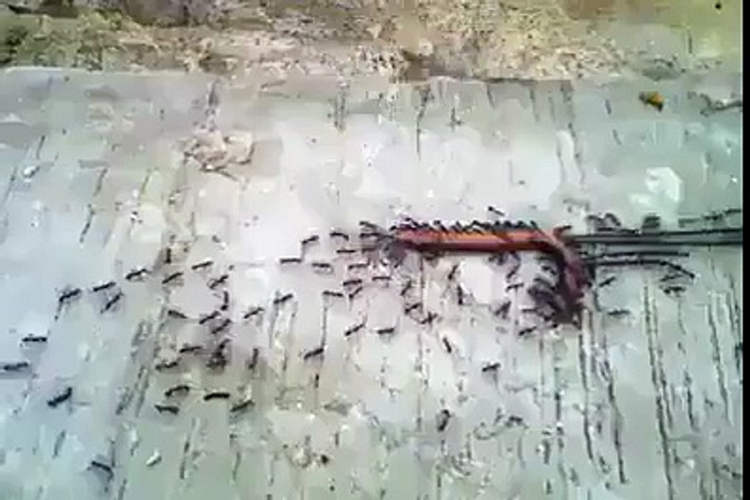سبحان الله .. شاهد ماذا فعل هذا السرب من النمل لسحب طعامه الضخم !