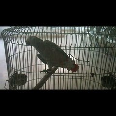 Gray Parrot Talking