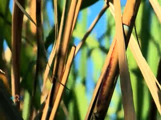 Conservas de chiverre, una dulce tradición