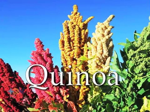 ABC de la salud: Conozca los beneficios de la quínoa