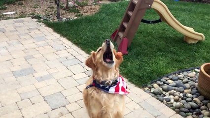 Cute Dog Can't Catch Food - In Slow Mo! | What's Trending Now