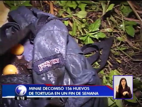 MINAE intensifica operativos contra tráfico de huevos de tortugas