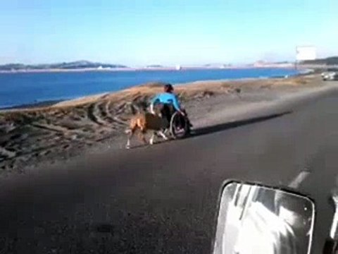 Yok Böyle Bir Şey!! Köpek Engelli KAdına Bakın Nasıl Yardımcı oluyor