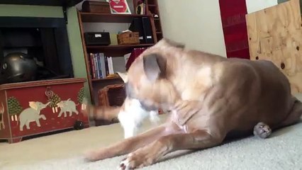 Pitbull meets little cat