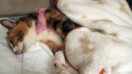 茶々 乳腺腫瘍摘出手術後