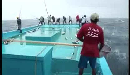 Maldivler'de ton balığı böyle avlanıyor