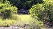 Jonathan, 183 ans, la tortue géante des Seychelles