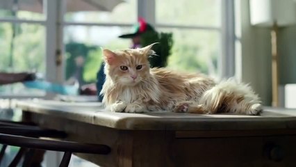 Humor: Gato no quiere ser más aburrido y se convierte en un "perro divertido"