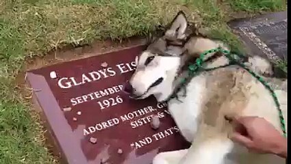 10 seconds of this video will break your heart