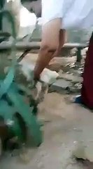 Heu ... ce poulet à 4 pattes ou je rêve ?