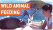 Feeding the Lions | Sea Lion Tricks